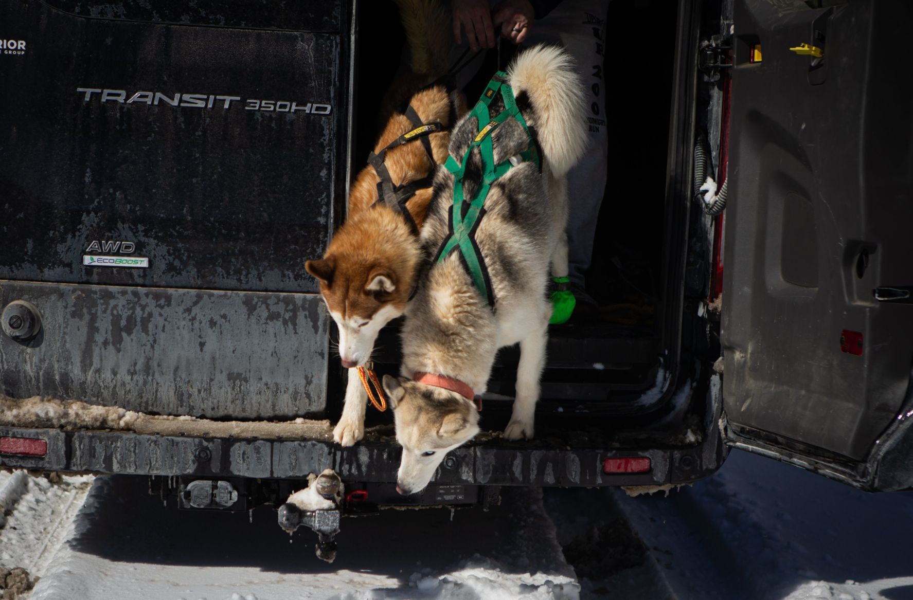 Snow treat for sled dog team